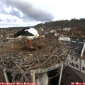 09_05-nest.jpg