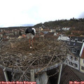11_35-nest.jpg