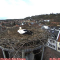 15_00-nest.jpg