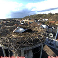17_00-nest.jpg