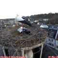 06_15-nest.jpg