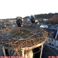 06_25-nest.jpg