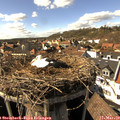 15_15-nest.jpg