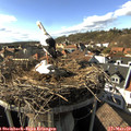 16_00-nest.jpg
