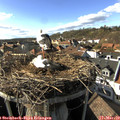16_05-nest.jpg