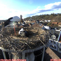 17_10-nest.jpg