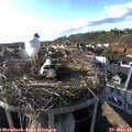 17_15-nest.jpg