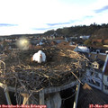 17_55-nest.jpg