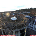 18_15-nest.jpg