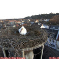 06_20-nest.jpg