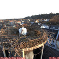 06_25-nest.jpg