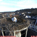 07_05-nest.jpg