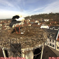 10_05-nest.jpg