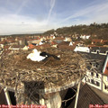 10_20-nest.jpg