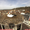 10_40-nest.jpg
