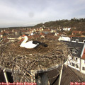 11_15-nest.jpg