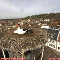 11_20-nest.jpg