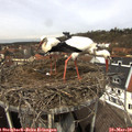 11_55-nest.jpg