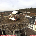 12_00-nest.jpg