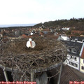12_25-nest.jpg