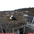 16_20-nest.jpg
