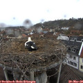17_00-nest.jpg