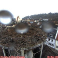 07_20-nest.jpg