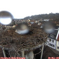 08_05-nest.jpg
