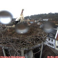 08_40-nest.jpg