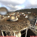 09_55-nest.jpg