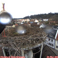 10_25-nest.jpg