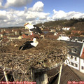 12_00-nest.jpg