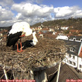 12_05-nest.jpg