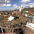 14_15-nest.jpg