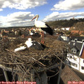 16_05-nest.jpg