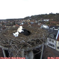 17_15-nest.jpg