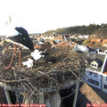 18_10-nest.jpg