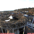 19_05-nest.jpg