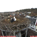 07_45-nest.jpg