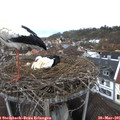07_55-nest.jpg