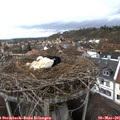 08_00-nest.jpg