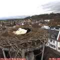 08_05-nest.jpg