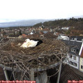 08_10-nest.jpg