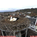 08_15-nest.jpg