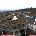 08_25-nest.jpg