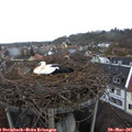 08_45-nest.jpg