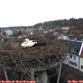 08_55-nest.jpg