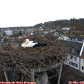 09_00-nest.jpg