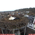 09_35-nest.jpg