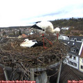 09_55-nest.jpg